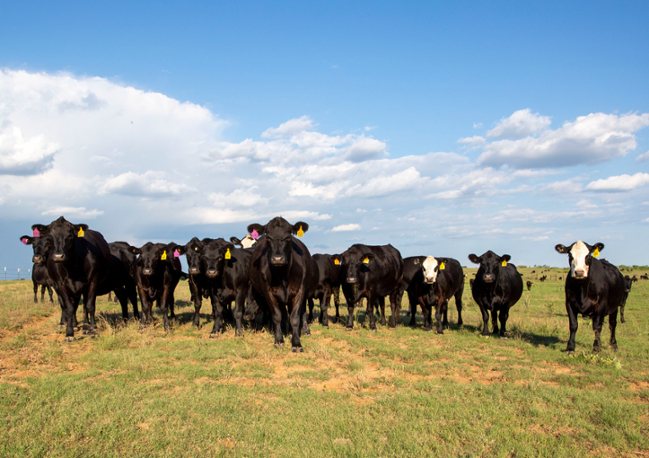 Herd in filed blue sky